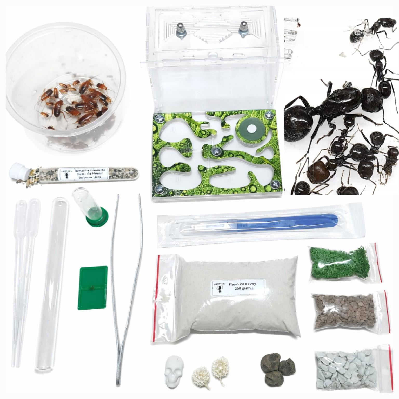 Strong Ants START BOX